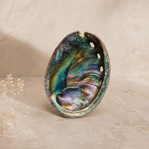 Abalone Shell Small product
