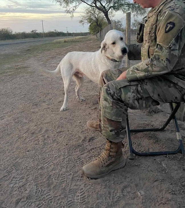 Service member comforting a rescued border dog