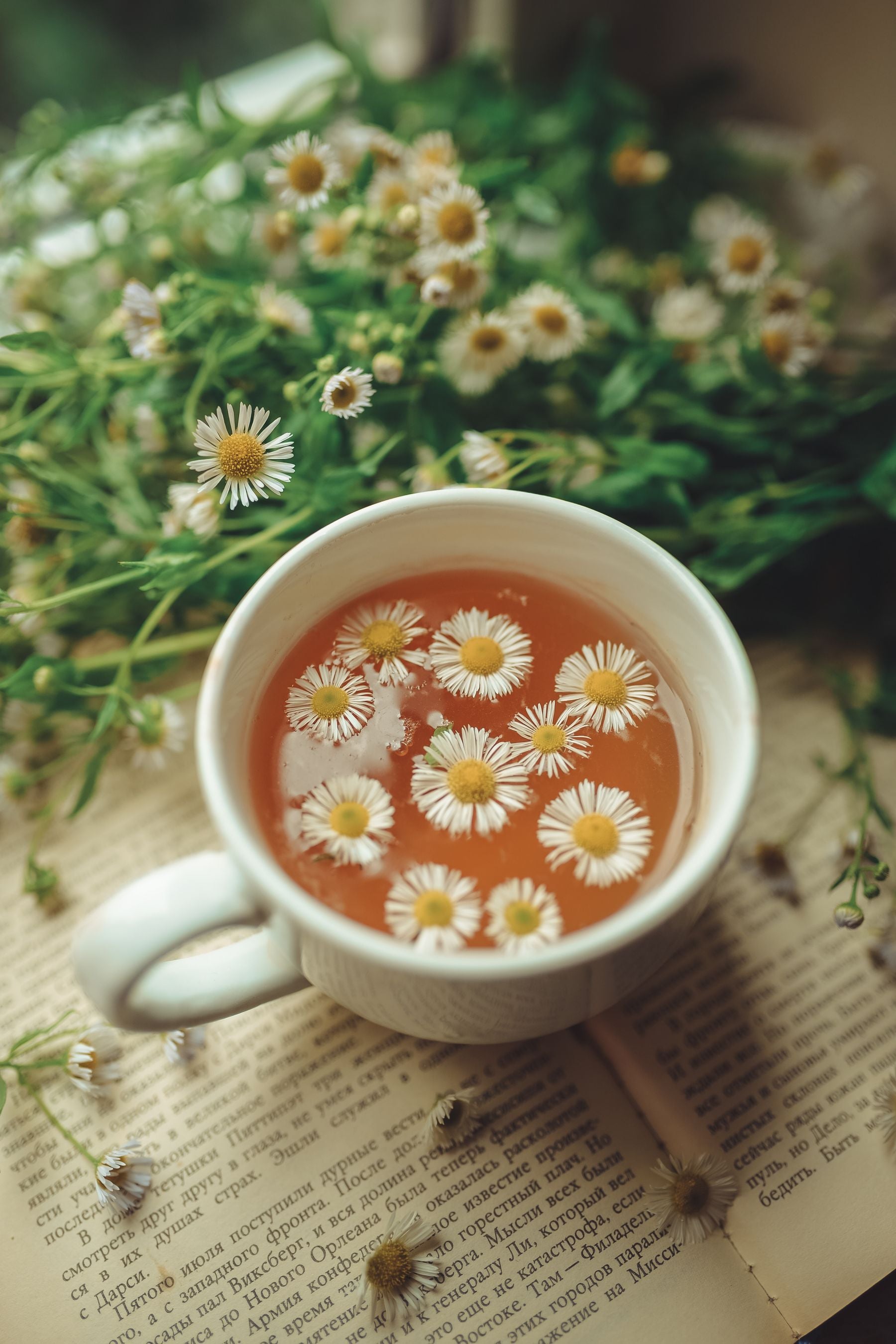 Fresh chamomile flowers in a garden