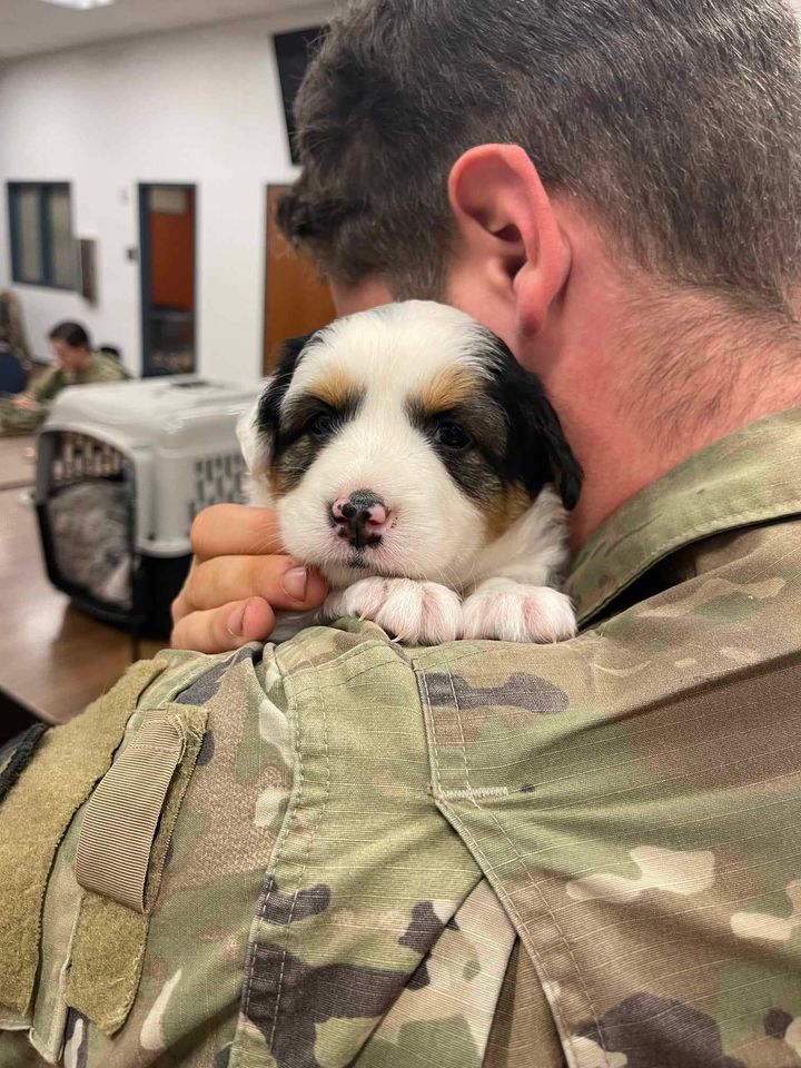 Rescued puppy safe in a service member’s arms