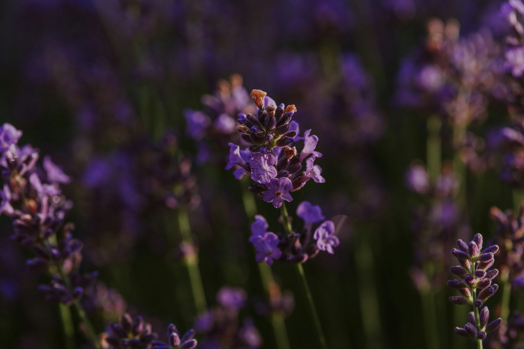 Natural lavender stems in daylight